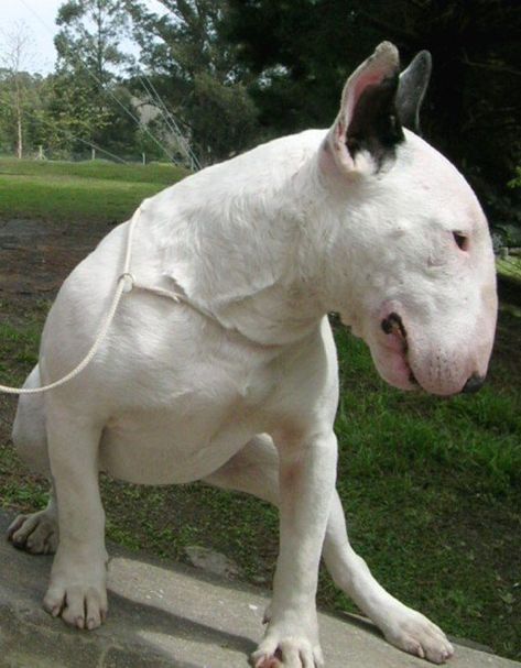 The Top 10 Ugliest Dog Breeds in the World | PetHelpful Ugly Dog Pictures, Ugly Dog Breeds, Ugliest Dog, Pee Pads For Dogs, Ugly Dog, Mini Bull Terriers, Nutrition And Health, Dog Breeds List, Ugly Dogs