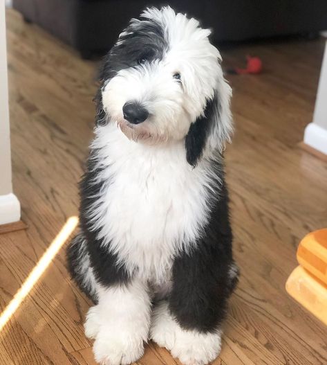 Interesting facts about Old English Sheepdogs - The Paws Old English Sheepdog Tattoo, Old English Sheepdog Haircut, Mini Sheepadoodle, Doodle Grooming, English Sheepdog Puppy, Daisy Doodle, Old English Sheep Dog, Old English Sheepdog Puppy, Old Sheepdog English