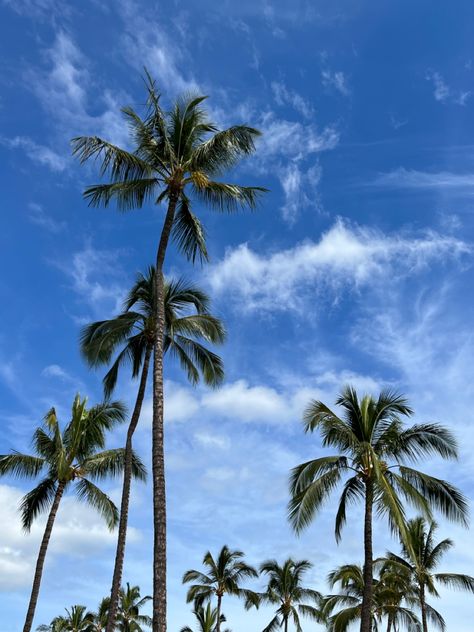 Nature, Hawaii Blue Aesthetic, Palm Trees Blue Sky, Nature Hawaii, Tropical Aesthetic, Blue Preppy, Blue Sky Clouds, Blue Aura, Blue Hawaii