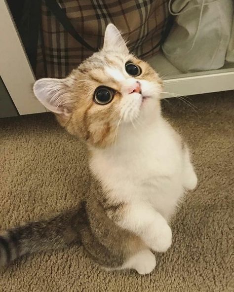 #cats #cat #kitty #meow #cat#cats #cutecat #cutecats #kitten #kitties #kittens #adorable #cuteness #cutenessoverload #cutenessoverloaded Munchkin Kitten, Cute Cat Names, Cute Cat Memes, Munchkin Cat, Söt Katt, Cute Cat Drawing, Cute Cat Breeds, Drawing Faces, Cute Little Kittens