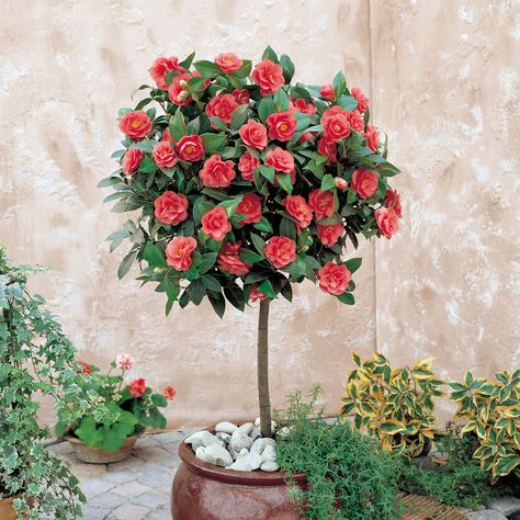 want the camellia for our terrace Camelia Tree, Standard Plants, Deck Gardens, Shade Plants Container, Camellia Tree, Camellia Plant, Tree Rose, Garden Goals, Patio Trees