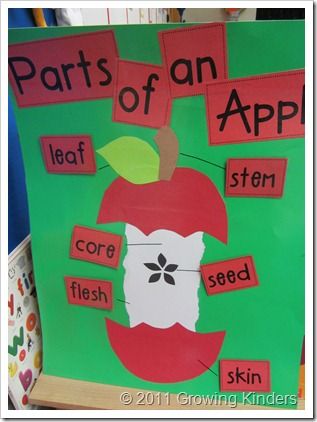 we are working on diagrams and labels then the kids can make their own (see next pin) Parts Of An Apple, Preschool Apple Theme, September Preschool, Apple Kindergarten, Apple Lessons, Apple Math, September Activities, Apple Preschool, Science Literacy