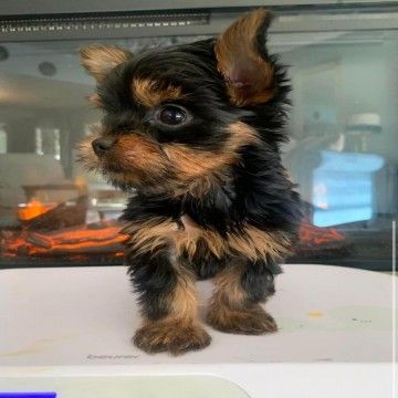 yorkie for sale Yorkie Puppies For Adoption, Yorkie For Sale, Miniature Pinscher Puppy, Yorkshire Puppies, Yorkies For Sale, Yorkshire Dog, Teacup Yorkie Puppy, Puppies Near Me, Ankle Snow Boots