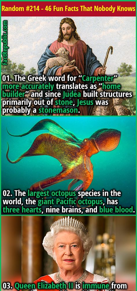 46 Fun Random Facts That Almost Nobody Knows - Part 214 | Fact Republic Unbelievable Facts Did You Know, Funny Facts Hilarious, Random Funny Facts, Random Facts Mind Blowing, Random Facts Interesting, Random Fun Facts, Funny True Facts, Funny Facts Mind Blowing, Mind Blowing Thoughts