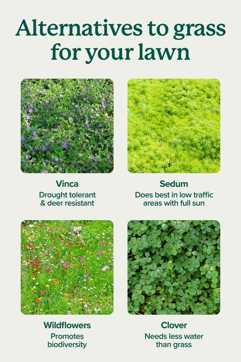 Want to add some variety to your landscape? These plants are great for ground cover:  🌿 Sedum adds texture and interest to your garden. Use it to line garden paths or fill containers. 🪻 Plant vinca to add a pop of periwinkle to your groundcover. 🌼 Wildflowers like coneflowers and daisies add beautiful blooms to areas with low traffic. 🍀 Clover is a popular and hardy alternative to grass for lawns. Hardy Ground Cover Plants, No Mow Lawn Grass Alternative, Lawn Alternatives Backyard, Grass Alternative Backyard, Climate Optimism, Grass Lawn Alternative, Clover Ground Cover, Vinca Ground Cover, Backyard Grass Alternative