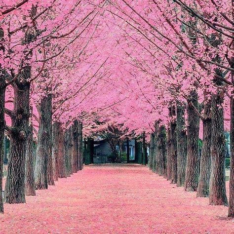 song of the day Pink, Flowers, Trees, Nami Island, Pink Flowers, Cherry