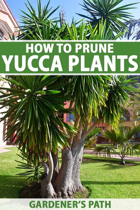 When and How to Prune a Yucca Plant | Gardener’s Path Yukka Plant, Yucca Plant Care, Yucca Tree, Vegetable Benefits, Yucca Plant, Hardiness Zones, Tree Pruning, Replant, Plant Cuttings