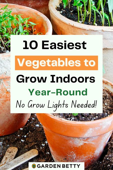 Apartment Vegetable Garden, Easiest Vegetables To Grow, Easy Vegetables, Growing Vegetables Indoors, Growing Food Indoors, Growing Herbs Indoors, Indoor Vegetables, Vegetables To Grow, Windowsill Garden