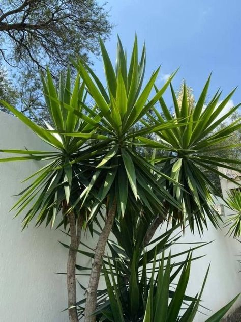 Yuca Plant, Plant Silhouette, Best Garden Tools, Outdoor Flowers, Agaves, Front Yard Garden, Tropical Garden, Birds Eye, Front Garden