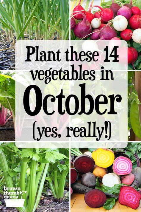 Learn which vegetables to plant in October, plus the best varieties, planting tips, and recipes for your harvest. These 14 vegetables will grow and thrive through the fall and winter! #gardening #vegetablegardening #organicgardening #forbeginners #naturalliving October Planting, Farmers Garden, Winter Planting, Job Corps, Vegetables To Plant, Small Holding, Edible Gardening, Winter Vegetables Gardening, Tattoo Plant