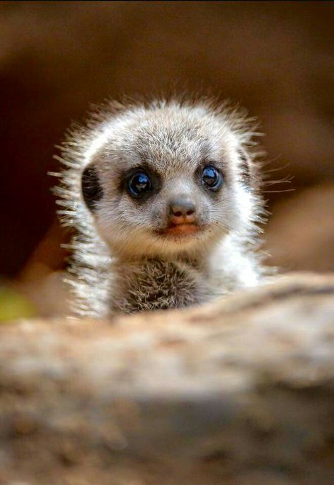 Baby meerkat Baby Meerkat, Cute Animal Pictures, Cute Creatures, Sweet Animals, Animal Planet, Nature Animals, 귀여운 동물, Animals Friends, Beautiful Creatures