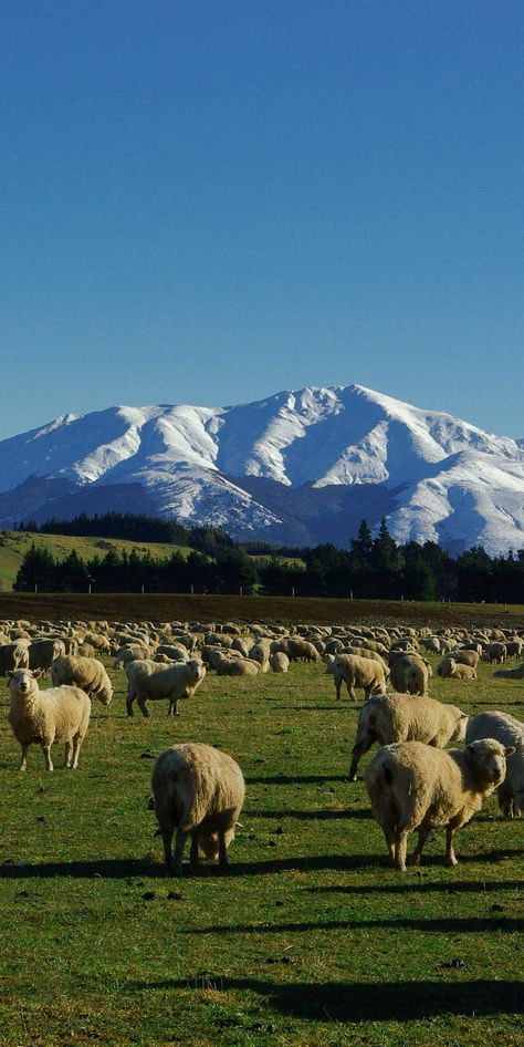 Sheep and snow - The perfect depiction of New Zealand Sheep Farming, New Zealand Landscape, Visit New Zealand, Cheap Flight, Cheap Flight Tickets, Sheep Farm, Fairy Queen, Flight Tickets, New Zealand Travel