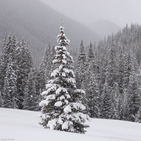 Snowy Trees | Snowy pine tree with steep forest behind. Winter Wallpaper Hd, San Juan Mountains Colorado, Snowy Christmas Tree, Pine Trees Forest, Winter Illustration, Painting Snow, Winter Watercolor, Snowy Trees, Black Christmas Trees