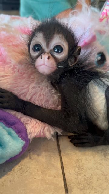 Spider Monkey Pet, Monkey Aesthetic Wallpaper, Drawing Monkey, Monkey Pet, Tattoo Spider, Spider Monkeys, Cute Monkeys, Cute Monkey Pictures, Spider Man Spider