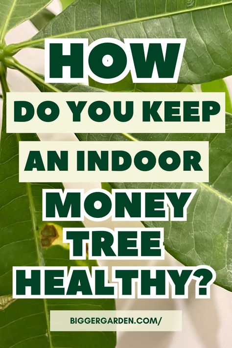 Find Out From Nursery Owners: The Complete Guide To Money Tree Plant Care and Master Plant Care Techniques. Money Plant Hanging Ideas, Money Tree Care, Money Plant Indoor, Ponytail Plant, Money Tree Plant Care, Frontyard Landscape Layout, Hanging Plant Ideas, Chinese Money Tree, Money Tree Plant