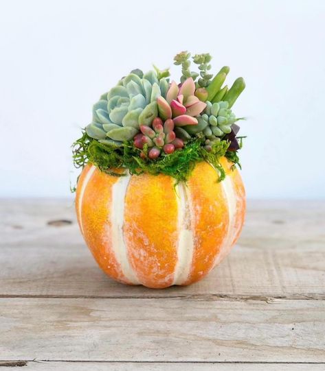 Each day wake up with gratitude for how far you’ve come!! Replant Succulents, Replanting Succulents, Succulent Pumpkin, Pumpkin Arrangements, Succulent Cuttings, Thanksgiving Inspiration, Fall Arrangements, Succulent Gifts, Unique Planter