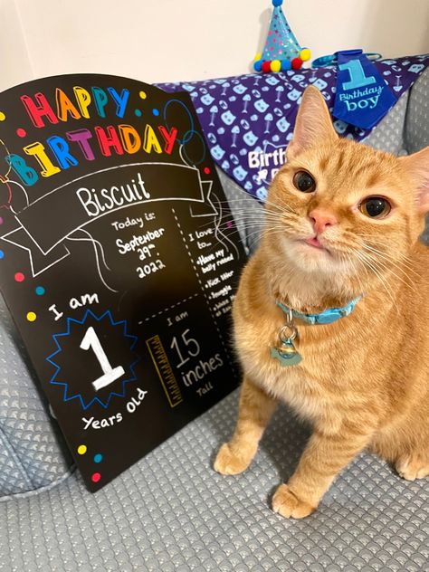 Ideas For My Cats Birthday, Birthday For Cat Pets, My Cats Birthday, Cats 1st Birthday, Birthday For Cat Ideas, Cat Birthday For Cats, Cats First Birthday Party, Pet Cat Birthday Party Ideas, Cat Birthday Party Ideas For Cats