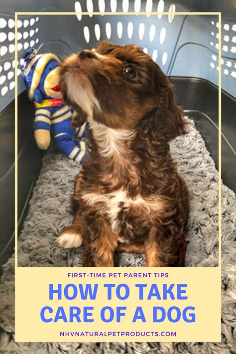 Being a pet owner for the first time can be kind of overwhelming. To help reduce the stress so you can spend more time enjoying new puppy bliss, our pet experts have but together this guide of tips for first-time dog parents. Bad Dog Breath, Parent Tips, Puppy Pads, Cute Dog Photos, Dog Nails, Dog Care Tips, My Pet, Dog Parents, Dog Images