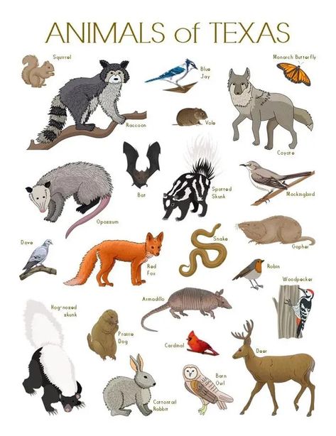 Wolf Ranks, Cute Infographic, Texas Wildlife, Hiking In Texas, Different Types Of Animals, Waterproof Tent, Fall Camping, Call Of The Wild, Types Of Animals