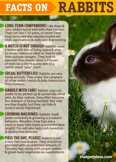 Facts on the care & keeping of Rabbits 🐰 Are Rabbits the right pet for you? Lion Head Rabbit Care, Pet Bunny Ideas, Lion Head Bunny Care, How To Take Care Of Rabbits, Rabbit Pet Care, Bunny Pet Care, Bunny As A Pet, How To Care For Rabbits, How To Take Care Of Bunnies