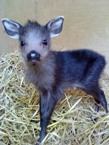 Pygmy Goats, Animal Babies, Mule Deer, Manx, Baby Deer, Hedgehogs, Snow Leopard, Cute Animal Pictures, Sweet Animals