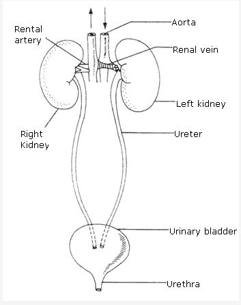 Frank ICSE Class 10 Biology Solutions - Excretory System - A Plus Topper #ExcretorySystemClass10Icse Urinary System Project, Urinary System Drawing, Urinary System Poster, Human Respiratory System, Biology Diagrams, Human Kidney, Excretory System, Heart Diagram, Medical Drawings