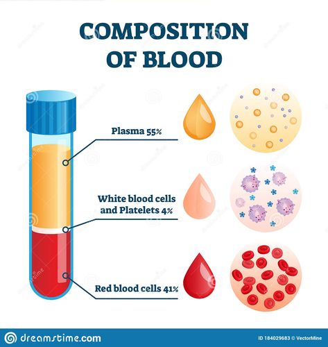 Composition of blood vector illustration. Labeled anatomical structure scheme. Illustration about chart, anatomy, healthy, example, colorful, diagram, info, care, illustration - 184029683 Types Of Blood Cells, Blood Components, Molecular Genetics, Laboratory Technician, Blood Plasma, Medical Student Study, Lab Technician, Medical Laboratory Science, Biomedical Science