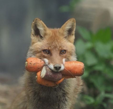 Fox with mouthful of root vegetables Fox Pose Reference, Silly Fox, Fox Eating, Fox Reference, Angry Fox, Fox Eat, Eating Pineapple, Animal Eating, Rabbit Drawing