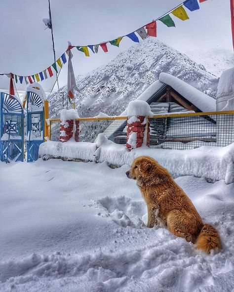 Condé Nast Traveller India on Instagram: “Now snowing in: Gulmarg, Ladakh, Shimla, Kufri, Manali, Naggar, Lahaul, Spiti, Badrinath, Kedarnath, Gangotri, Yamunotri, Auli, Lachung....…” Shimla, India, Snow Photoshoot, Snow Mountains, Conde Nast, Like Comment Share, Mountain Dogs, Round Trip, Dog Lovers