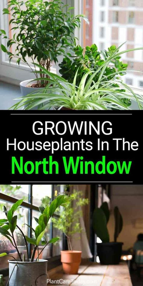 The northern window is a perfect place to grow indoor plants, especially suited to cultivating tropical rainforest under-story plants. [LEARN MORE] North Facing Window, Growing Food Indoors, Diy Container Gardening, Organize Life, Indoor Flowering Plants, Plant Window, Window Plants, Survival Gardening, Indoor Gardens