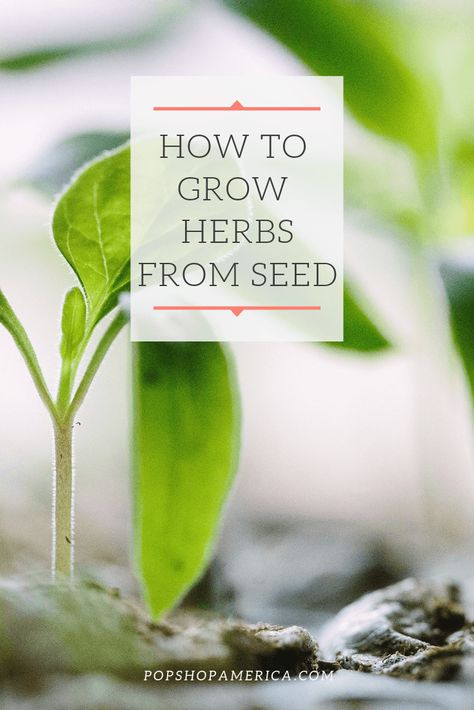 How to Grow Herbs from Seeds How To Grow Herbs From Seeds, Growing Herbs From Seeds, Starting Herbs From Seeds, Deadheading Flowers, How To Grow Herbs, Seed Starting Soil, Herb Garden Pots, Grow Herbs, Dream Patio