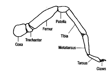 Google Image Result for http://insects.tamu.edu/images/4h/spider_leg_med.gif Spider Leg Anatomy, Spider Legs On Back, Spider Legs Reference, Spider Legs Drawing, Tarantula Anatomy, Spider Anatomy, Spider Diagram, Long Leg Spider, Insect Anatomy