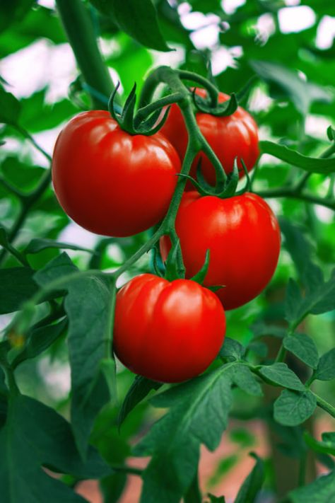 Tanaman Tomat, Watering Tomatoes, Tomato Support, Agriculture Photography, Plant Tomatoes, Tomato Growing, Tips For Growing Tomatoes, Growing Tomato Plants, Tomato Vine