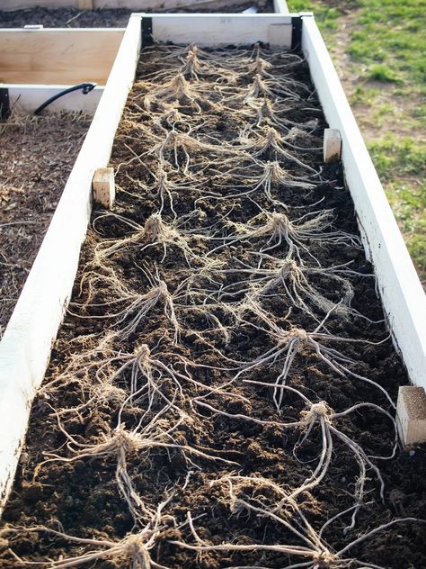 Raised Bed Planting, Asparagus Garden, Asparagus Plant, Growing Asparagus, Plants For Raised Beds, Perennial Vegetables, Garden Veggies, Veg Garden, Raised Bed