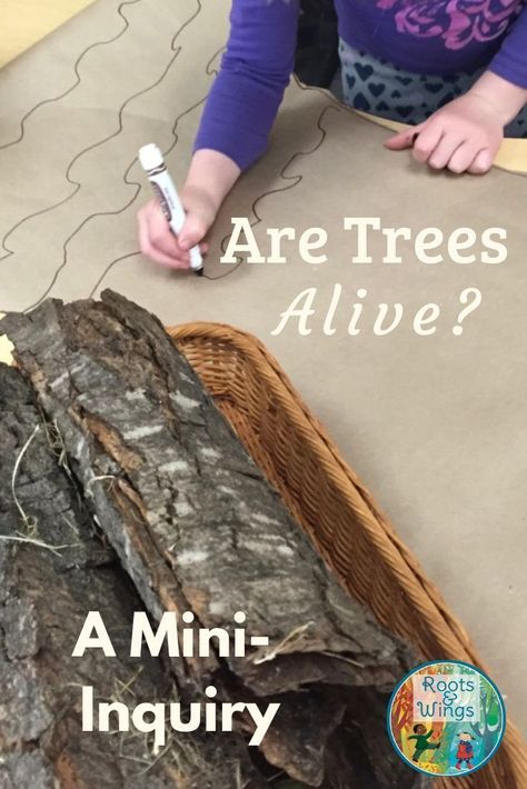 Trees Kindergarten, Discovery Activities, Parts Of A Tree, Living And Nonliving Things, Tree Unit, Kindergarten Inquiry, Science Process Skills, Living And Nonliving, Forest School Activities