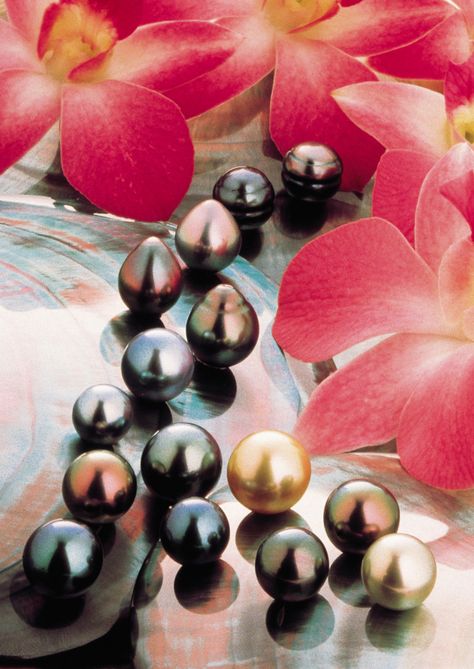 The many colors of Tahitian Cultured Pearls (image © - Alain Nyssen) in French Polynesia. Polynesian Jewelry, Tahiti Bora Bora, Pearl Images, Tahiti Travel, Black Pearl Jewelry, Polynesian Islands, Tahitian Pearl Necklace, Buy Pearls, Black Pearls