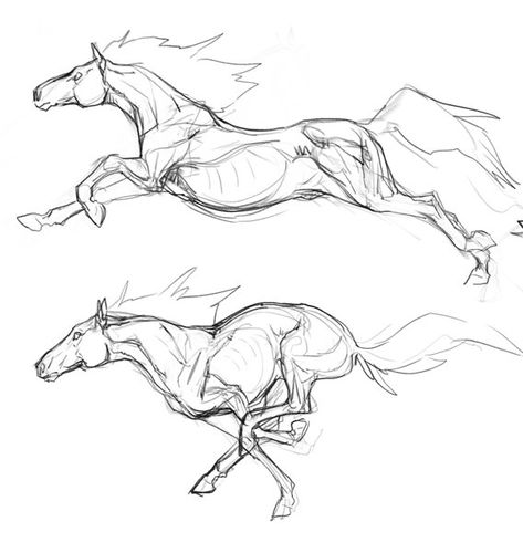 Horse Study Drawing, Horse Herd Drawing, Horse Sketch Anatomy, Animal Anatomy Sketch, Horse Drawing Reference Poses, Horse Designs Drawing, Animal Drawing Study, Horse Refrence Pose, Animal Anatomy Reference