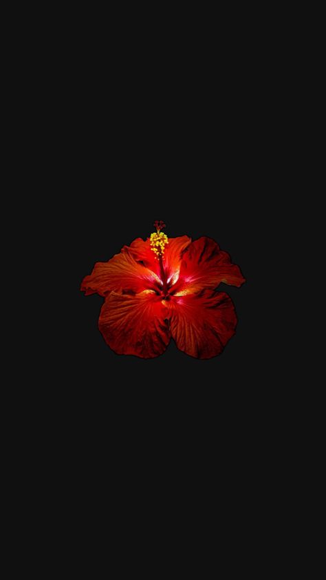 Red flower hibiscus wallpaper Hibiscus Wallpaper, Red Flower Wallpaper, Black Flowers Wallpaper, Flowers Black Background, Body Care Routine, Hibiscus Flower, Black Flowers, Red Wallpaper, Hibiscus Flowers