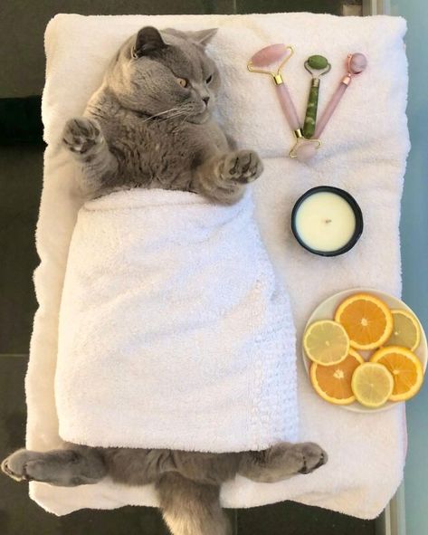 Happy Cat Loves Getting A Massage In Cutest TikTok Video Cat Massage, Expectations Vs Reality, Cat Lounge, Cat Bath, Getting A Massage, British Shorthair Cats, Pink Friday, Green Earth, Super Kawaii