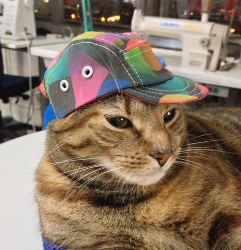 Cat With A Hat, Animal Funnies, Fresh Prince, Kitty Kitty, Cat Hat, A Cap, Cute Cats And Kittens, Pet Costumes, Cat Diy