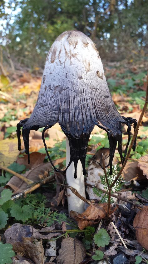 Inky cap mushrooms are sprouting up in my driveway Mushroom Plant, Mushroom Pictures, Plant Fungus, Mushroom Fungi, Mushroom Art, Wild Mushrooms, Yoga Lifestyle, Cool Plants, Art Plastique