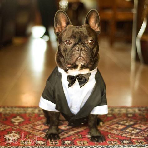 French Bulldog Wedding, Brindle Frenchie, French Bulldog Facts, Bulldog Francese, Wedding Pets, French Bull, Dog Wedding, Oui Oui, Mans Best Friend