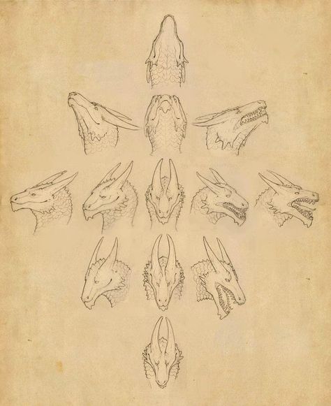 Head Perspective Drawing, Head Perspective, Dragon Head Drawing, Dragon Poses, Dragon Anatomy, Head Angles, Walpapers Cute, Dragon Artwork Fantasy, Dragon Sketch