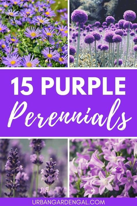 15 Purple Perennials | Urban Garden Gal - Beautiful purple colored perennial flowers for your garden. #perennials #flowers #purpleflowers #gardenplants Partial Shade Perennials, Shade Flowers Perennial, Purple Perennials, Purple Flower Bouquet, Garden Perennials, Teenage Room Decor, Purple Flowers Garden, Garden Cactus, Long Blooming Perennials