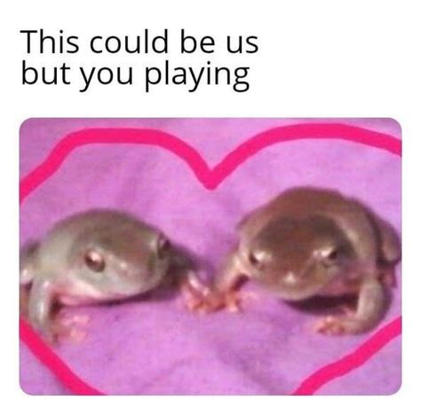 Could Be Us, Pet Frogs, Frog Pictures, Funny Frogs, I Love My Girlfriend, Hilarious Memes, Frog And Toad, Silly Animals, Tree Frogs