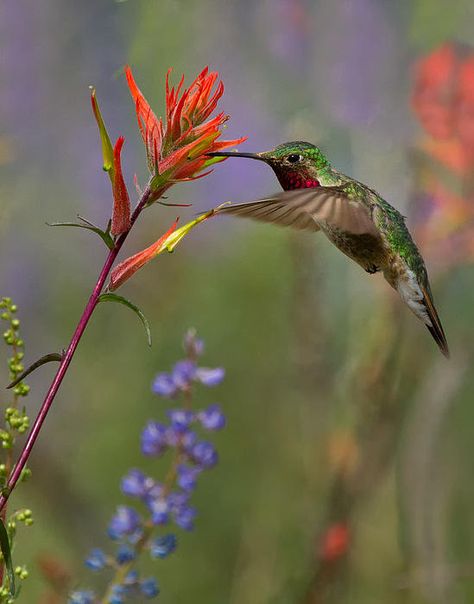 Breakfast In The Wild Print By Lois Lake Ecuador Photography, Macro Photography Flowers, Hummingbird Pictures, Lily Plants, Lake Art, Wildlife Nature, Bird Photo, Photo Challenge, Nature Images