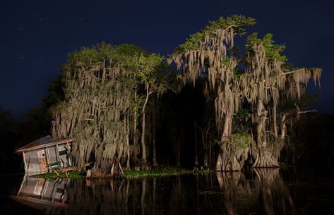 Frank Relle: Secrets of the French Quarter | ShermansTravel Louisiana Swamp, Louisiana Bayou, Garden District, Southern Gothic, Cypress Trees, Ways Of Seeing, French Quarter, Photojournalism, Photographic Prints