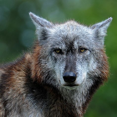 Wolf | Flickr - Photo Sharing! Wolf Reference Photo, Werewolf Character, Old Wolf, Nocturnal Creatures, Black Wolves, Wild Wolves, Wolf Oc, Wolf World, Wolf Life