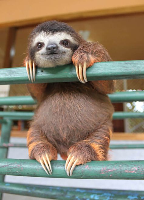 48 Cute Sloth Pictures That Will Make You Squeal with Delight! Pictures Of Sloths, Cute Sloth Pictures, Sloth Photos, Sloth Sleeping, Portraits Pop Art, House Pets, Sloth Art, Sloth Stuffed Animal, Sloths Funny