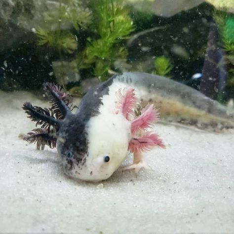 Axolotl Images, Axolotl Care, Axolotl Tank, Axolotl Cute, Tattoo Nature, Photographie Portrait Inspiration, Water Animals, Fish Drawings, Aquatic Animals